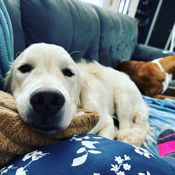 Meet your Posher, Sarah - Picture 1 of 1